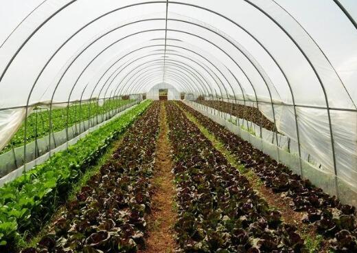 杭州塑料薄膜大棚建设